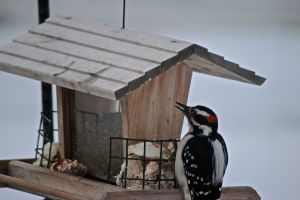 male hairy woodpecker