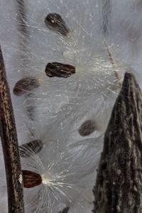 milkweed 2