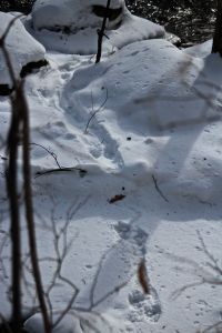 otter tracks by mill brook
