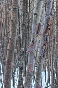 paper birch 1