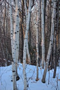 paper birch 3