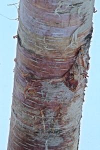 paper birch rainbow