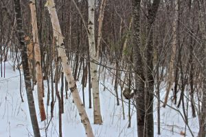 paper birch, white birch and cherry