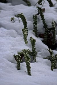 polypody frozen