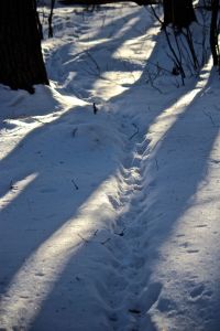 porcupine tracks 1