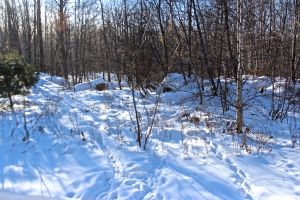 porky paths stump dump