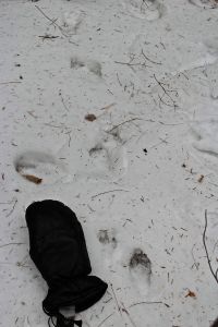 raccoon prints