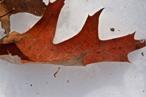 red oak leaf