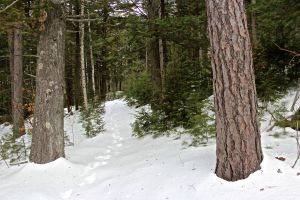 red pine and white pine