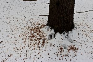 red squirrel midden 1