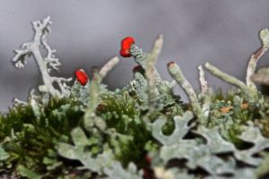 root lichen