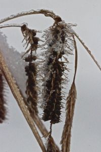 sedge seeds