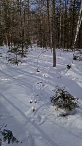 snowshoe hare convention_2