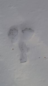 snowshoe print 1