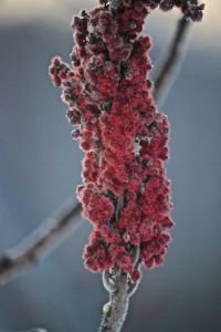 staghorn sumac1