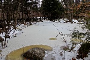 vernal pool 1