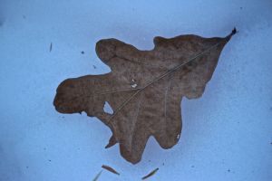 white oak leaf