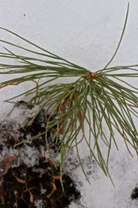 white pine nursery