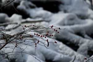 winterberry