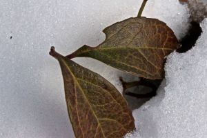 wintergreen leaves