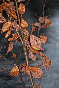 witch hazel color contrast