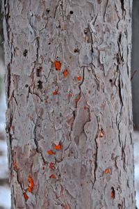 witch's butter on red pine