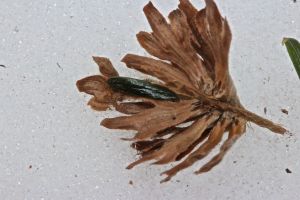 yellow birch & hemlock