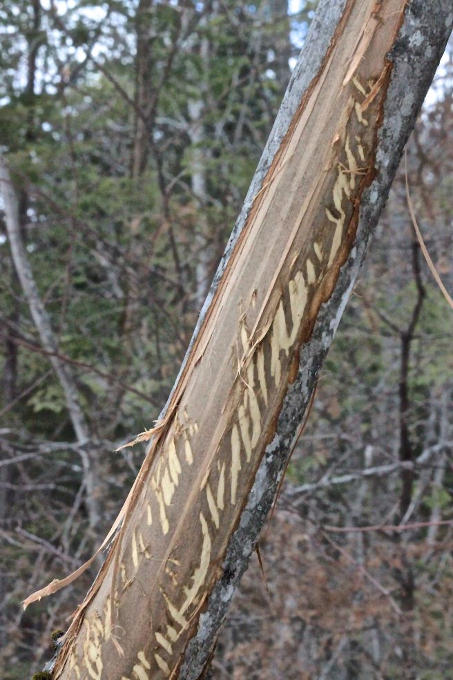 b-deer browse red maple