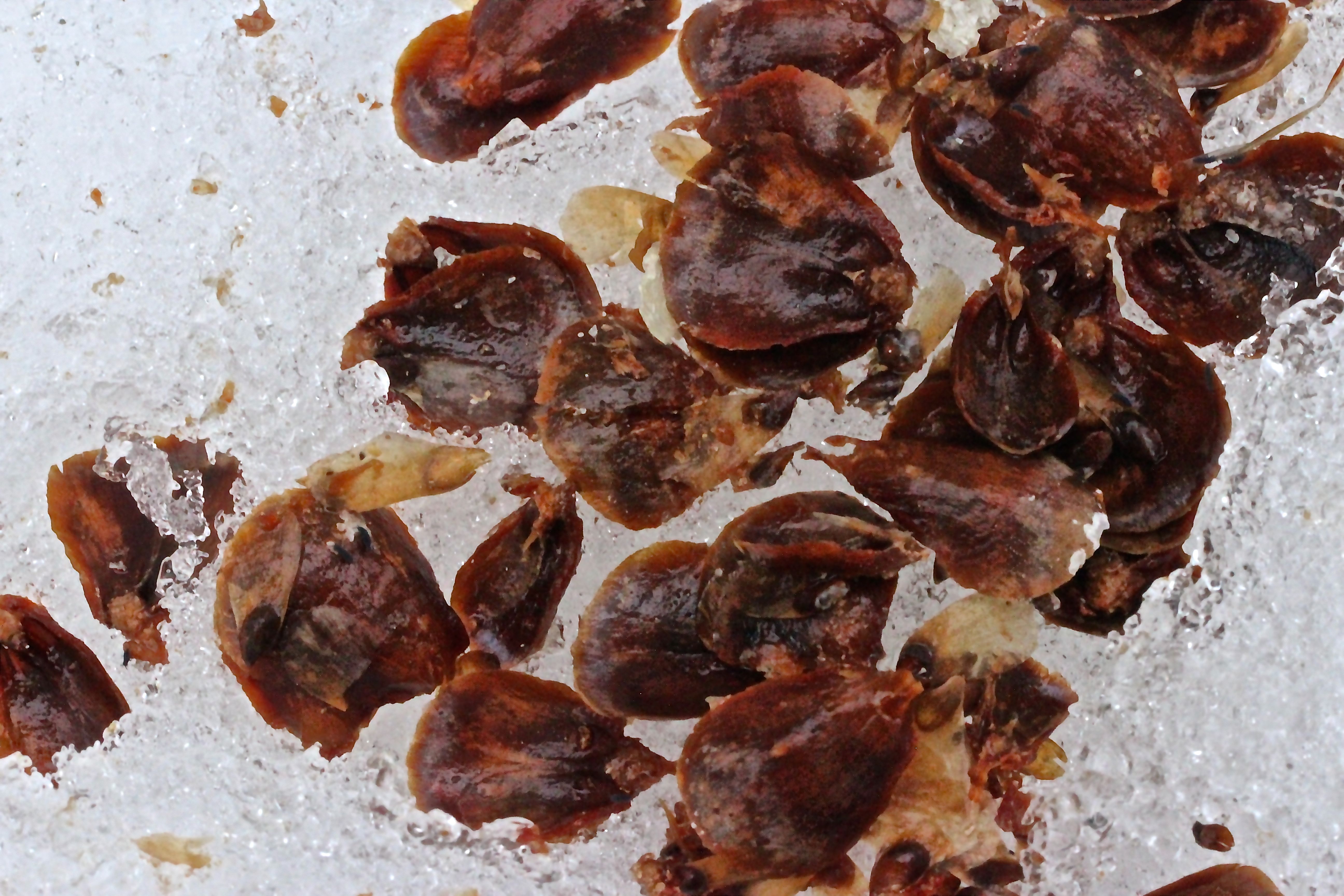 b-hemlock cone:seeds