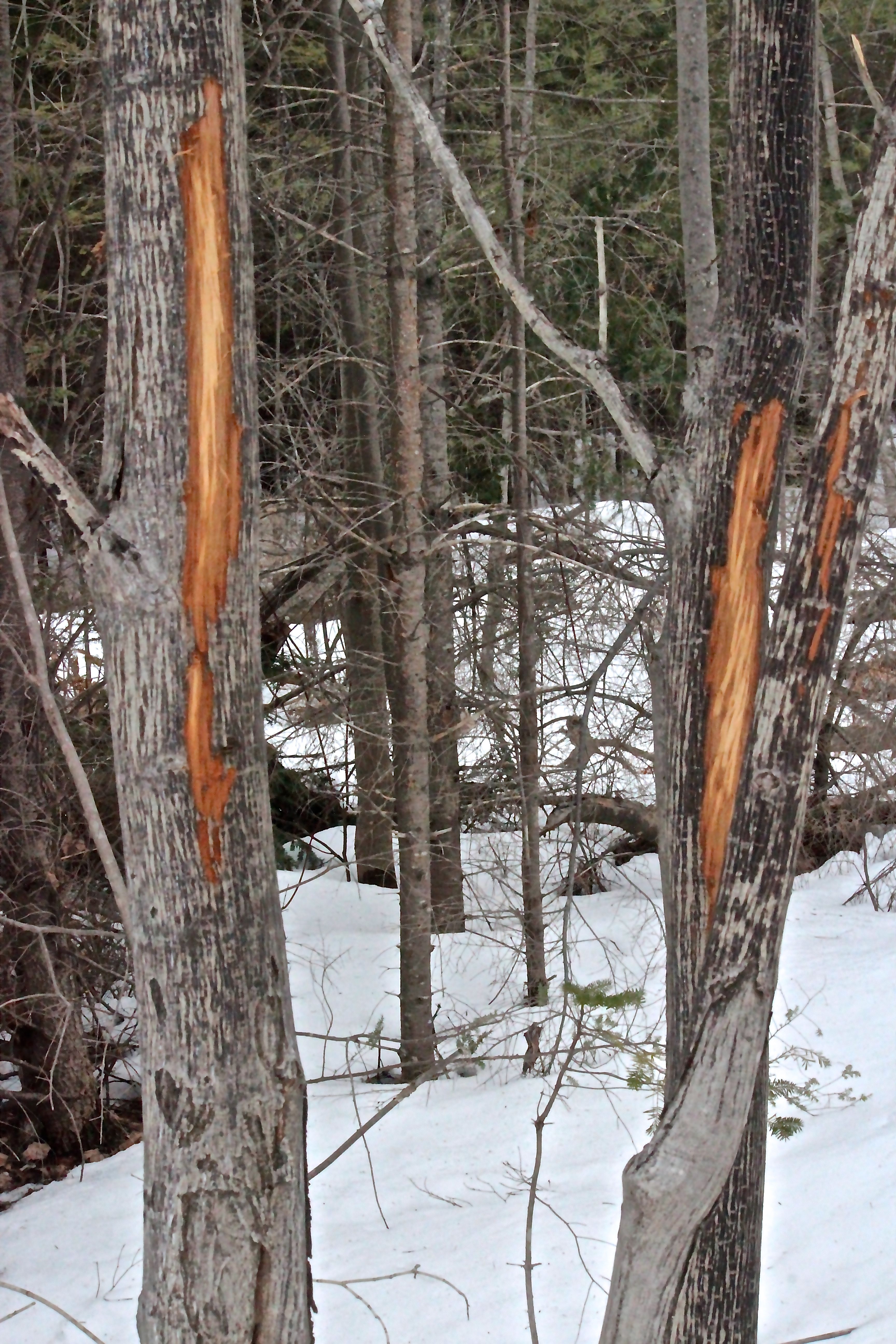 b-striped maple browse