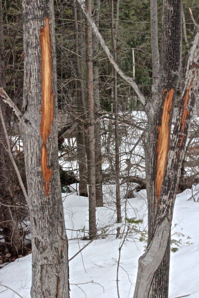 b-striped maple browse