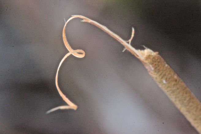 b-witch hazel browse