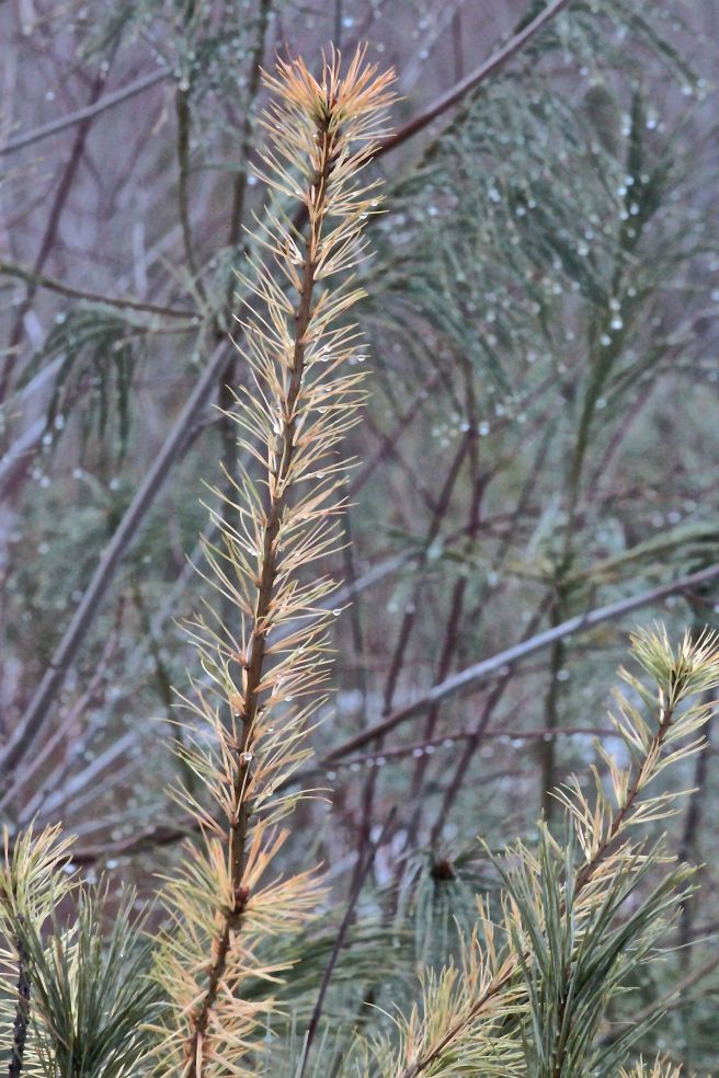f-white pine 3-yellow