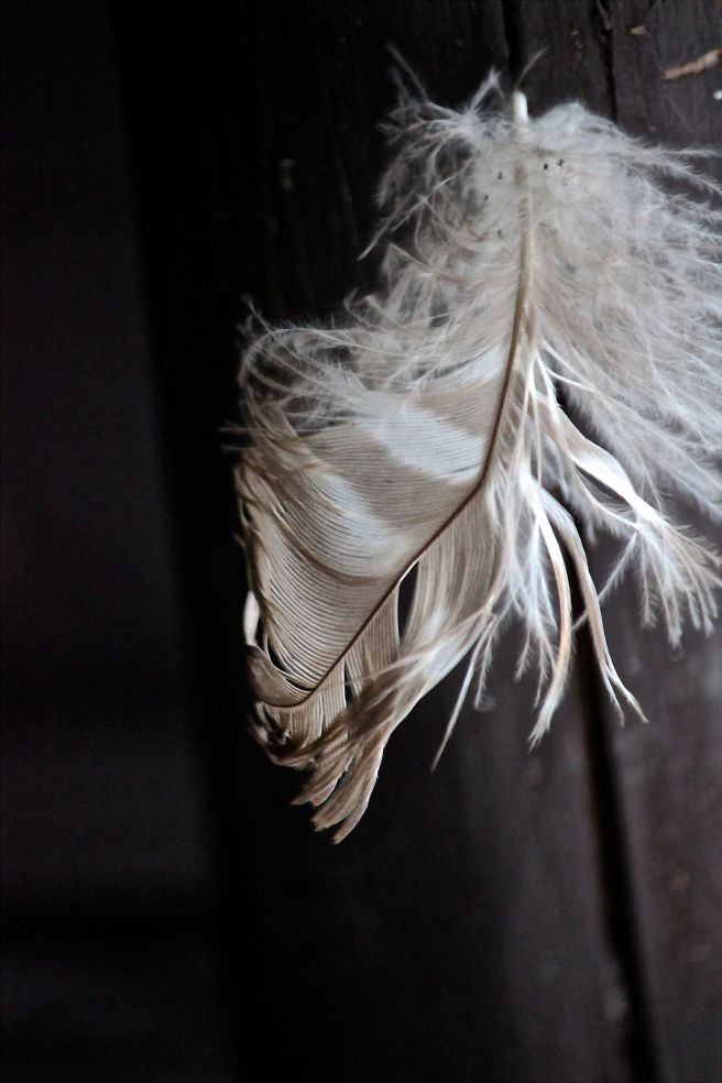 feather 2