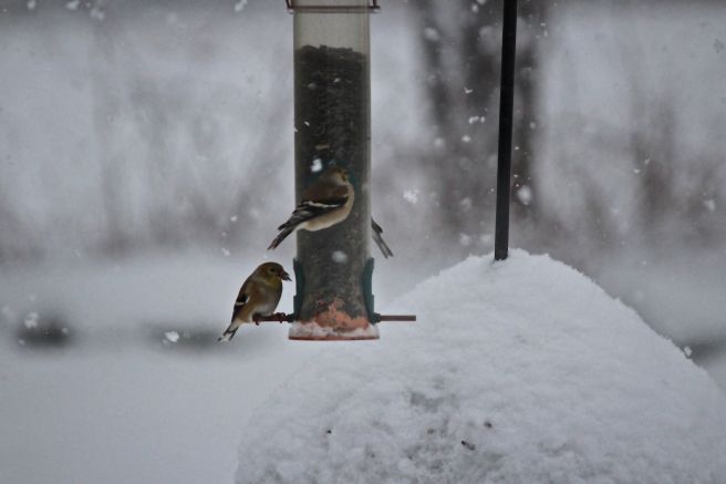 goldfinch feast