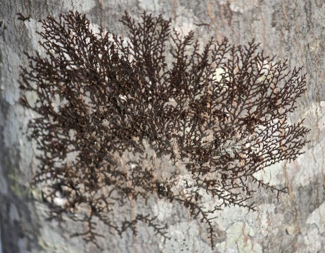 h-frullania 1 on red oak