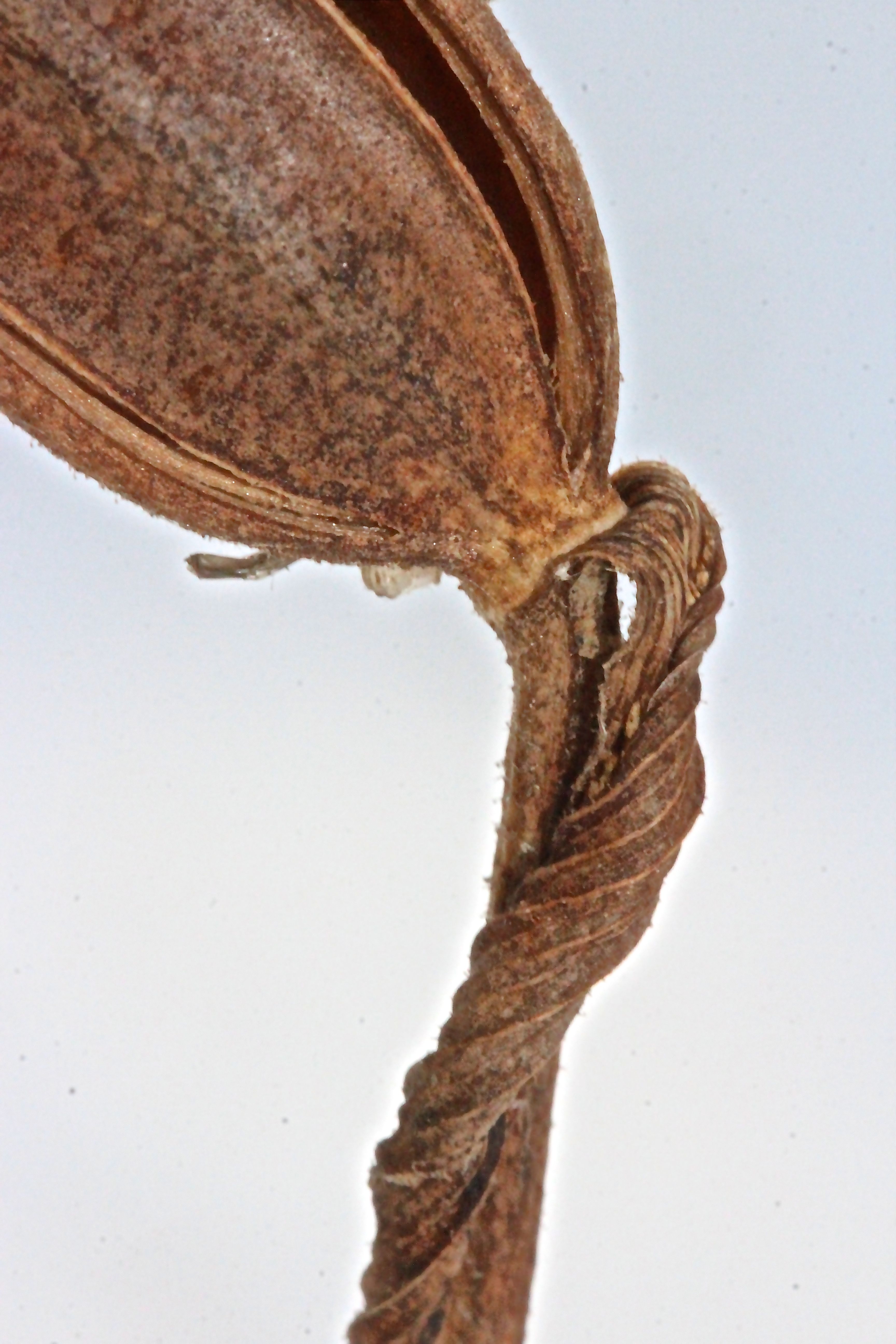 h-lady's bract at base of pod