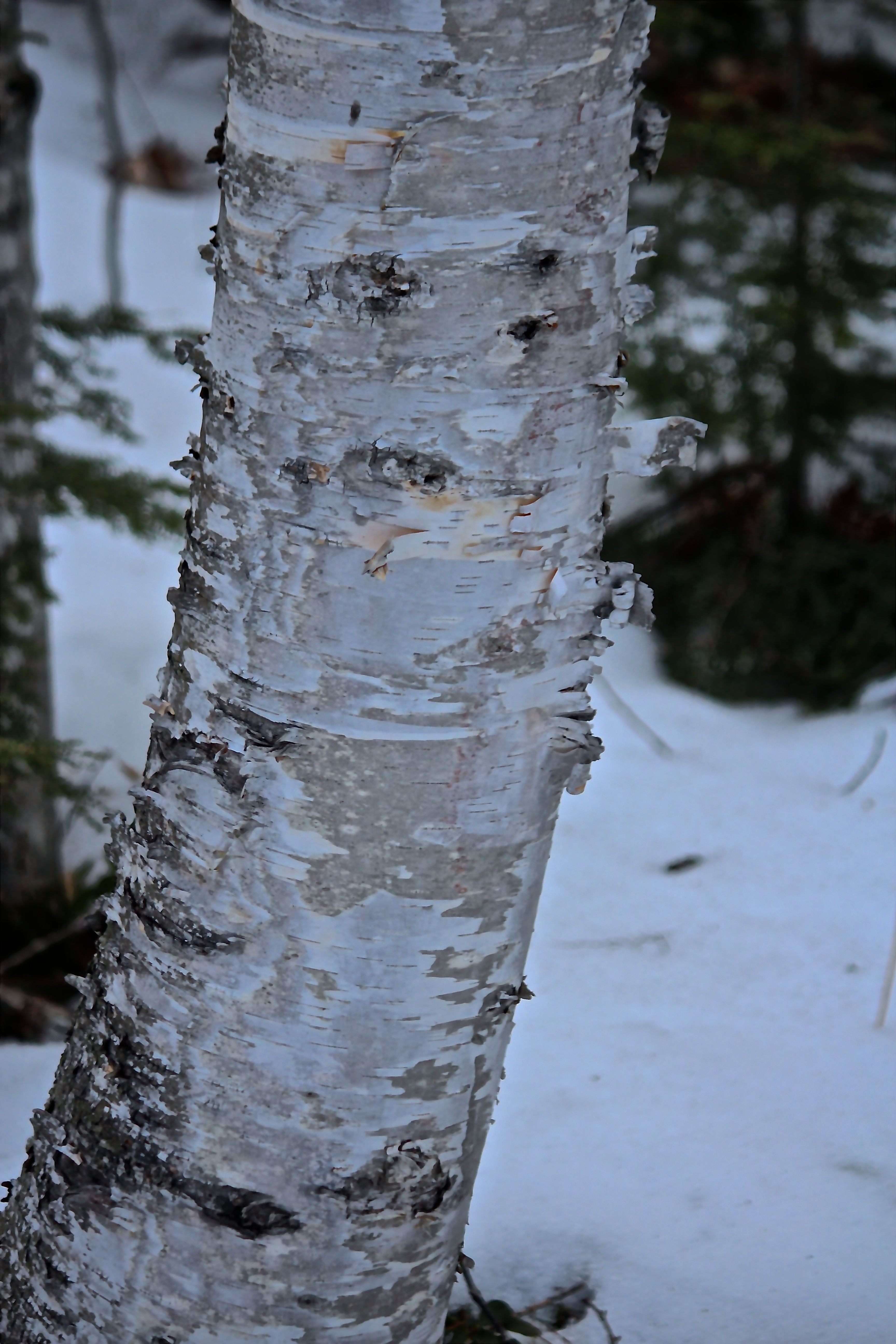 h-paper birch blue