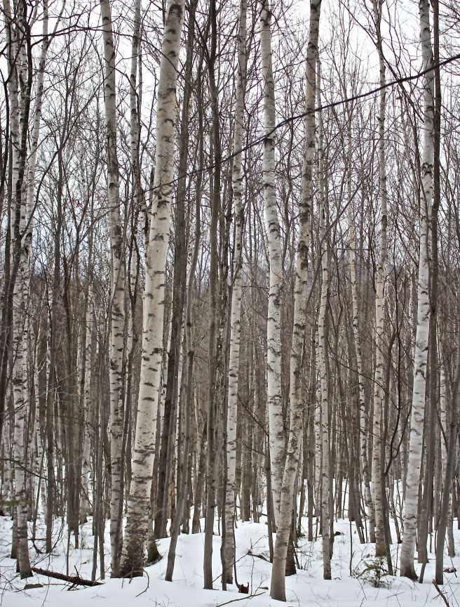 l-birches 2