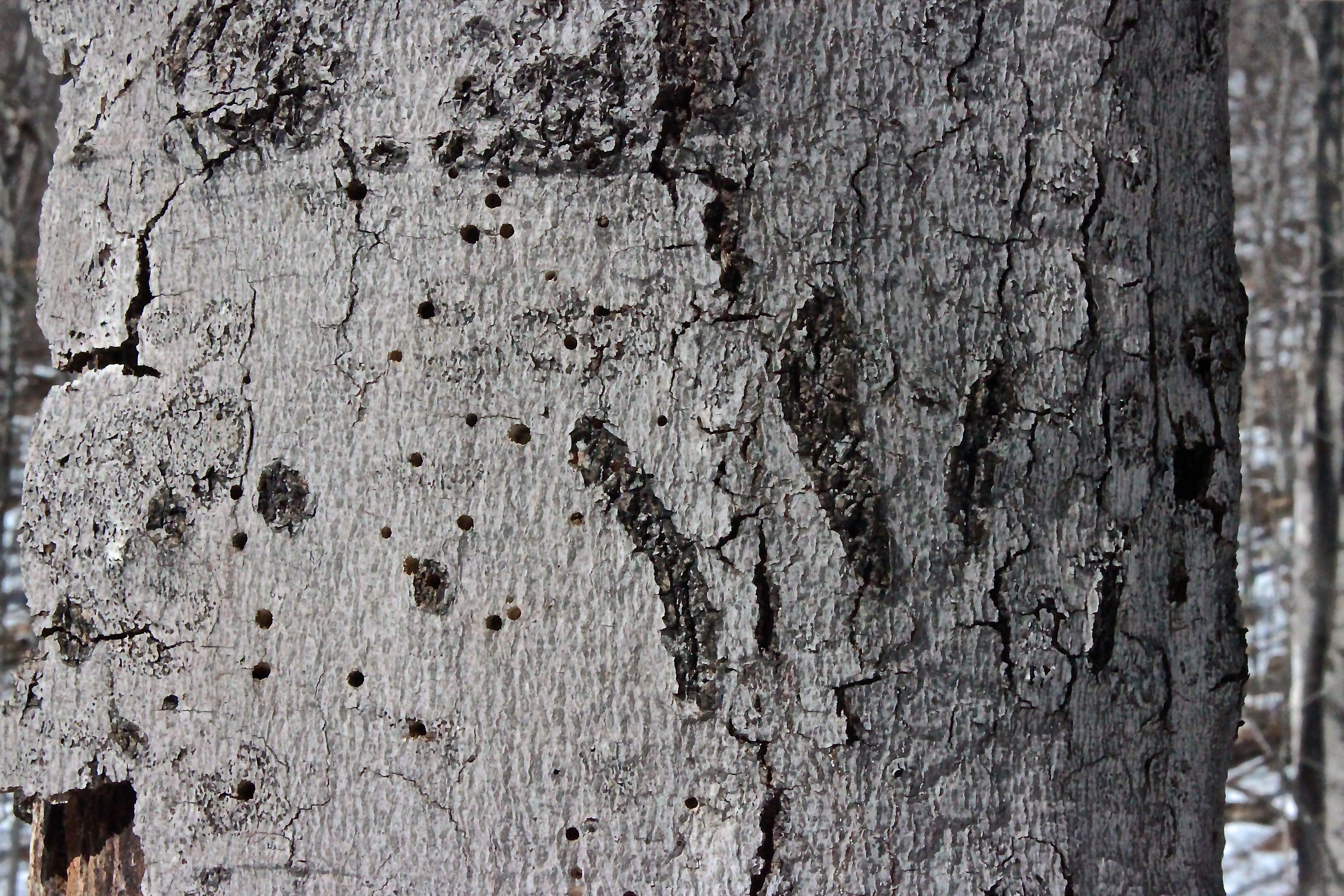 m-bear claw marks.jpg