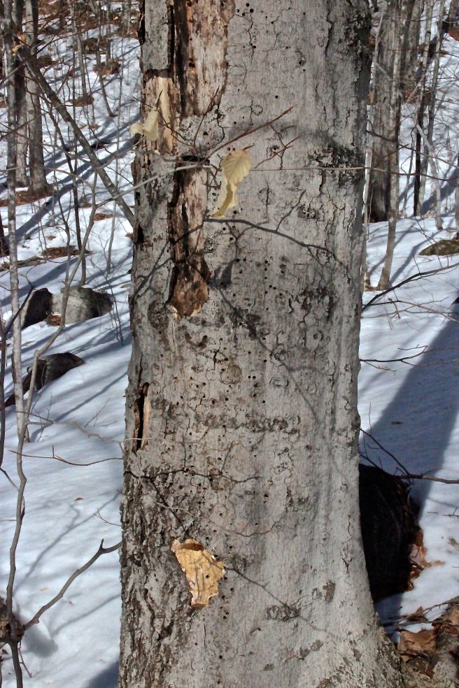 m-bear tree variety of life