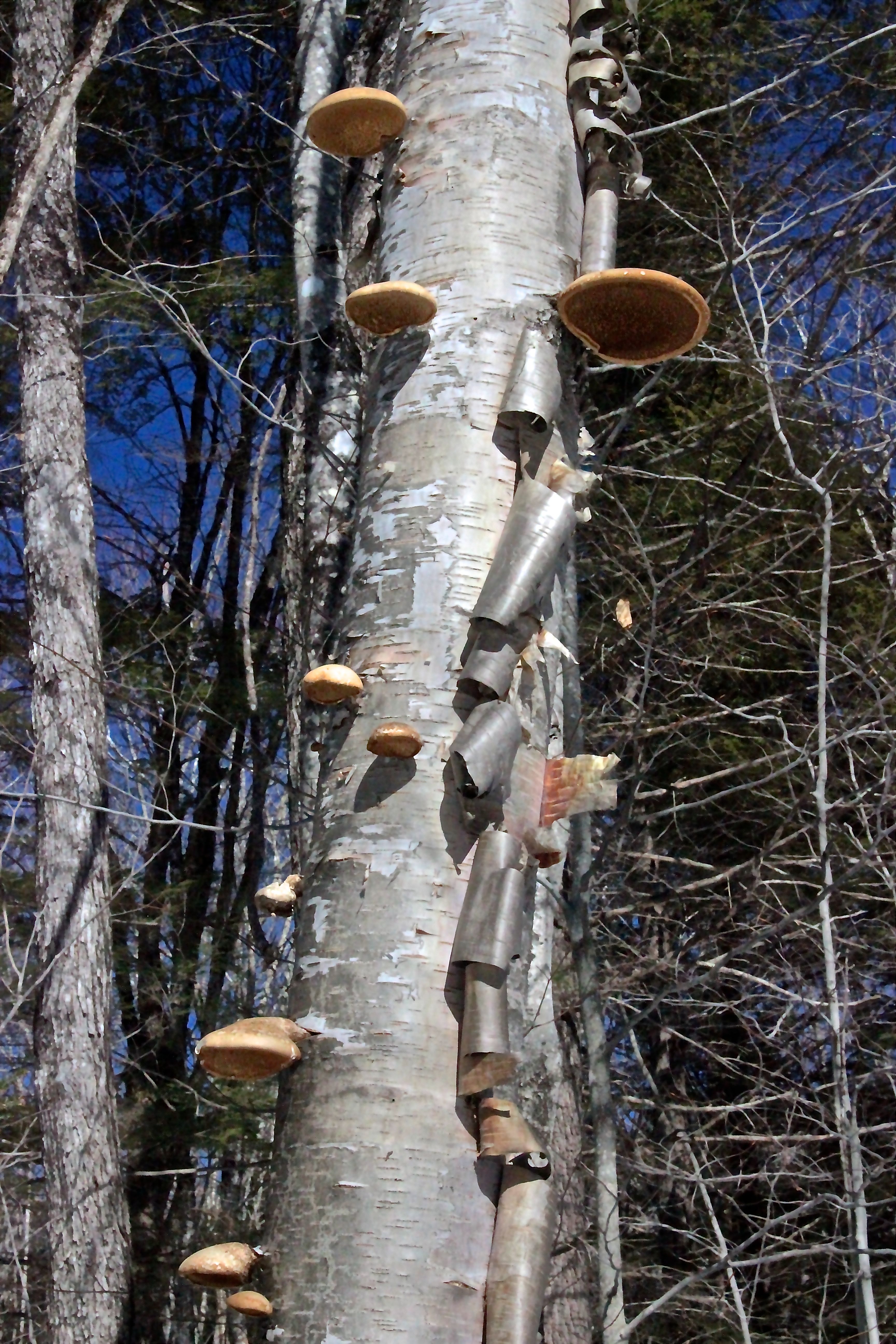 m-birch polypores