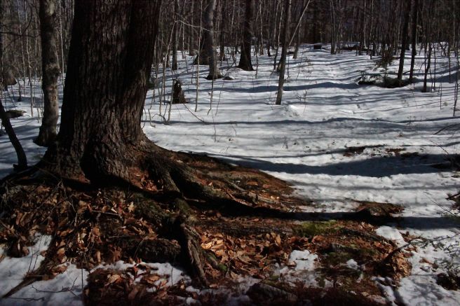 m-no snow under hemlock