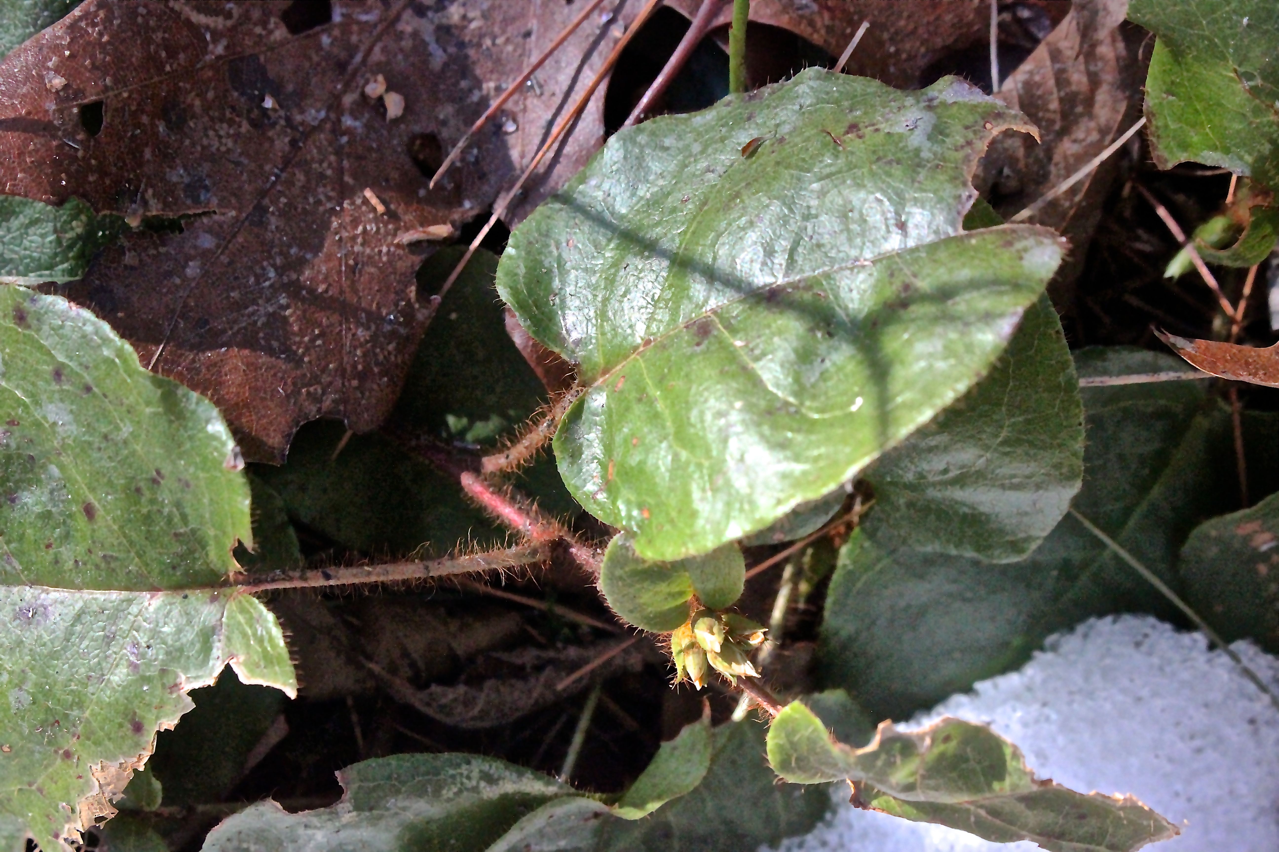 m-trailing arbutus