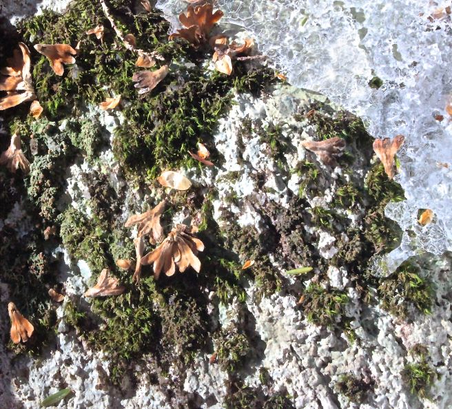 m-yellow birch scales and seeds