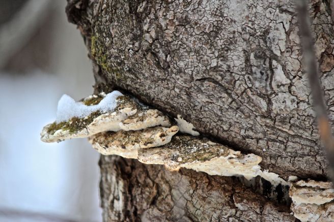 mossy maple polypore