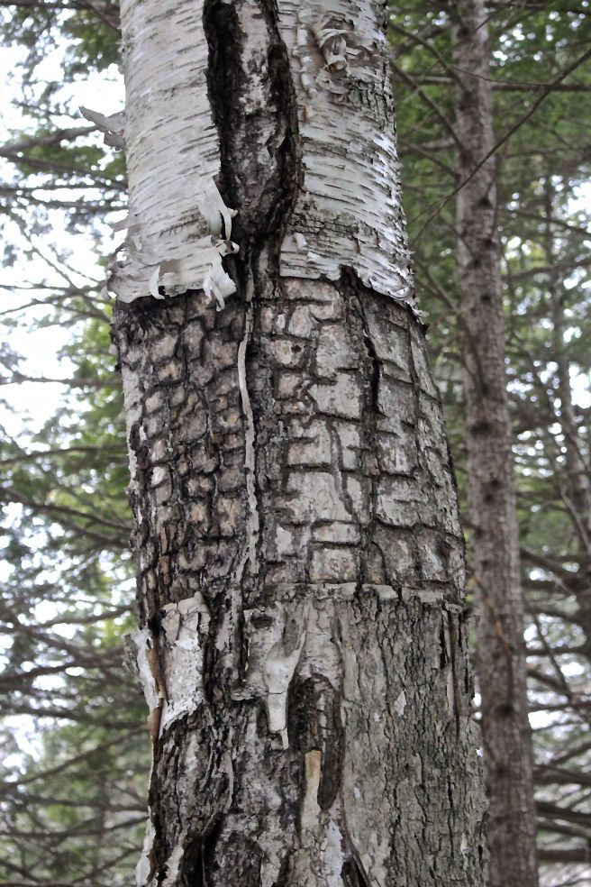 paper birch under bark