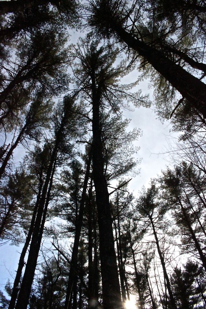 pines above