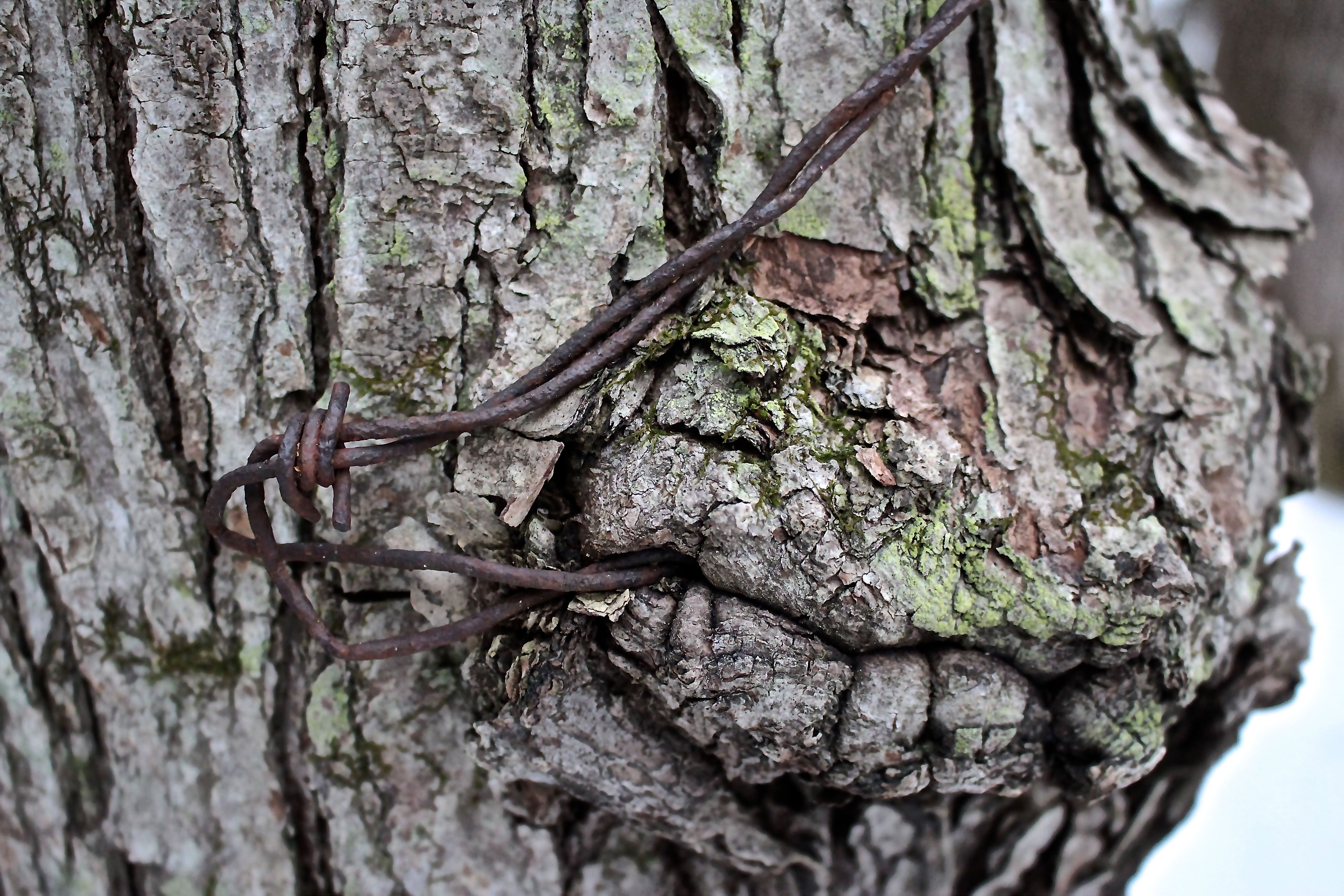 r-barbed wire grimace