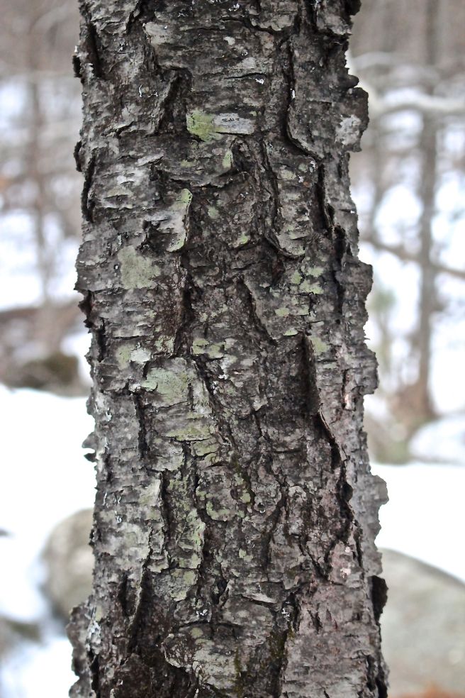 r-cherry bark